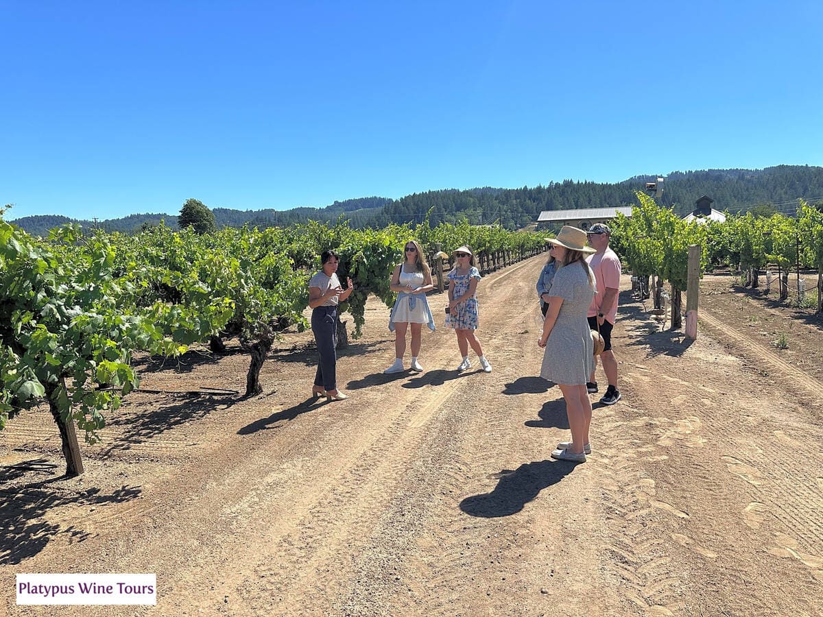 Exploring Biodynamic and Organic Vineyards in Napa Valley: A Journey ...